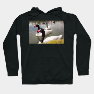 1515 Swan Hoodie